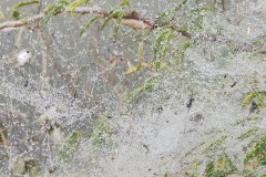 dew