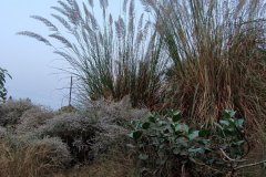 Saccharum benghalense