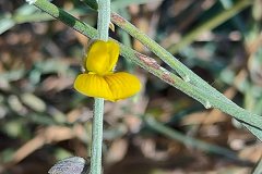 Crotalaria burhia