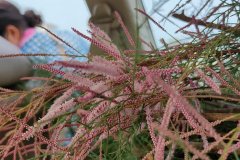 Tamarix spp.