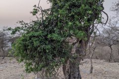 Maerua oblongifolia