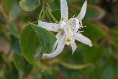 Grewia tenax