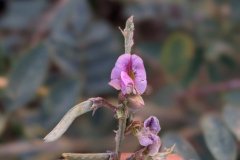 Tephrosia villosa most likely