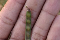 Tephrosia pod