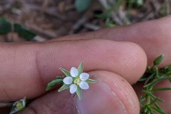 Spergula arvensis