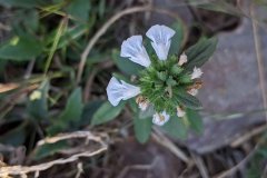 Leucas spp.