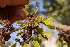 Holoptelea integrifolia