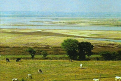 Yamuna-River-1993